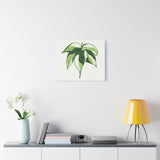 Philodendron Cream Splash Canvas Print – Botanical Wall Art