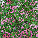 English Daisy 'Mixed' Seed Pouch