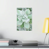 Pachyveria Haagei Succulent Pattern Botanical Print – Unframed Wall Art