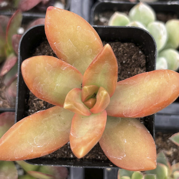 Close-up of a sSedum Firestorm plant with pinkish-orange leaves in a pot.