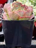 Potted Echeveria 'Carmencita' with pink and green leaves in a black pot.