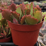 Kalanchoe longiflora with green leaves in a greenhouse setting