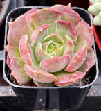 Echeveria 'Carmencita' with pink edges in a black pot