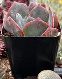 Echeveria Lavender Cloud in a black pot with a blurred background