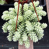 Sedum Donkey's Tail