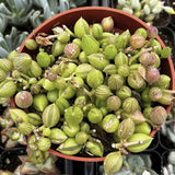 Potted Senecio herreanus plant with green and pinkish-red leaves in a red pot.