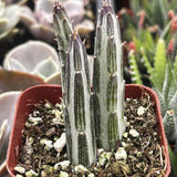 Potted Senecio stapeliiformis plant with a red pot in a garden setting