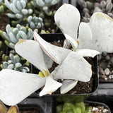 Close-up of Cotyleden Pig's Ear with white, fleshy leaves in a pot surrounded by other plants.