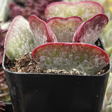 Adromischus triflorus ‘Calico Hearts’ in a black pot with a close-up view of its leaves.