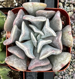 Echeveria 'Cubic Frost' in a pot with a blurred background