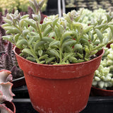 Senecio peregrinus plant in a red pot with other plants in the background