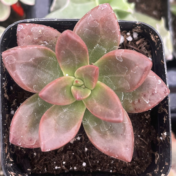 Pink Graptosedum 'California Sunset'plant in a pot with a blurred background