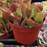 Kalanchoe longiflora with red and green leaves in a red pot.