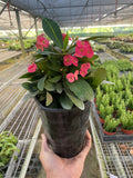 Euphorbia Milii Crown of Thorns Flowers