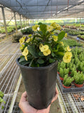 Euphorbia Milii Crown of Thorns Flowers