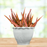 Potted Aloe 'Christmas Carol' plant with red and green leaves in a white pot on a wooden surface with a blurred background