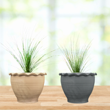 Two potted Mexican Grass Tree plants in decorative pots on a wooden surface with a blurred natural background.