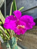 Cattleya lueddemanniana