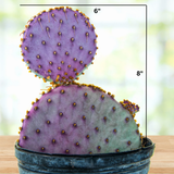 Santa Rita Prickly Pear with thorns in a pot on a wooden surface, with measurements indicated.