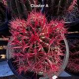 Ferocactus pringlei with red spines in a pot, labeled 'Cluster A', surrounded by other cacti.