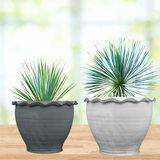 Two potted Yucca rostrata plants in decorative pots on a wooden surface with a blurred natural background.