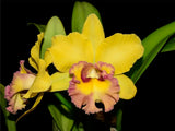 Rhyncholaeliocattleya Young Kong ' Sun 16'  M169