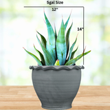 Potted Agave weberi plant with measurements on a blurred background