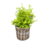 Potted plant in a wicker basket on a white background