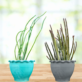 Two potted Pedilanthus macrocarpus plants in turquoise and gray pots on a wooden surface with a blurred green background.