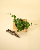 4" Hoya Mathilde Splash