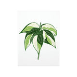 Philodendron Cream Splash Botanical Print – Unframed Wall Art