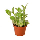 Tradescantia White Velvet