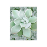 Pachyveria Haagei Succulent Pattern Botanical Print – Unframed Wall Art