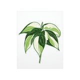 Philodendron Cream Splash Botanical Print – Unframed Wall Art