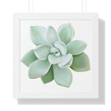 Pachyveria Haagei Succulent Framed Print – Botanical Wall Art