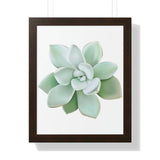 Pachyveria Haagei Succulent Framed Print – Botanical Wall Art