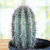 Potted Saguaro Cactus with spines on a blurred background