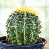 Golden Barrel Cactus