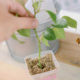 Small potted plant with a hand holding its stem, set against a blurred indoor background.