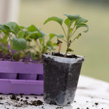 Small potted plant with soil in a black pot on a blurred background
