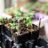Seedlings in black pots with soil, placed on a table.