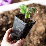 Hand holding a small potted plant with soil against a blurred natural background