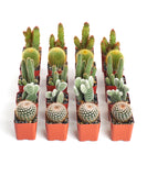 Multiple potted cacti arranged in rows on a white background