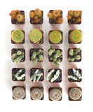 Grid of small cacti and succulents in square containers on a white background