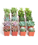 Collection of small potted succulents in red pots on a white background