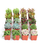 Collection of small potted succulents on a white background
