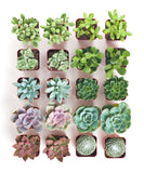 Collection of small potted succulents arranged in a grid on a white background