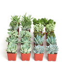 Row of small succulent plants in red pots on a white background