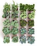 Collection of small green succulent plants in brown pots on a white background