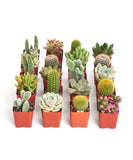 Row of small potted cacti and succulents on a white background